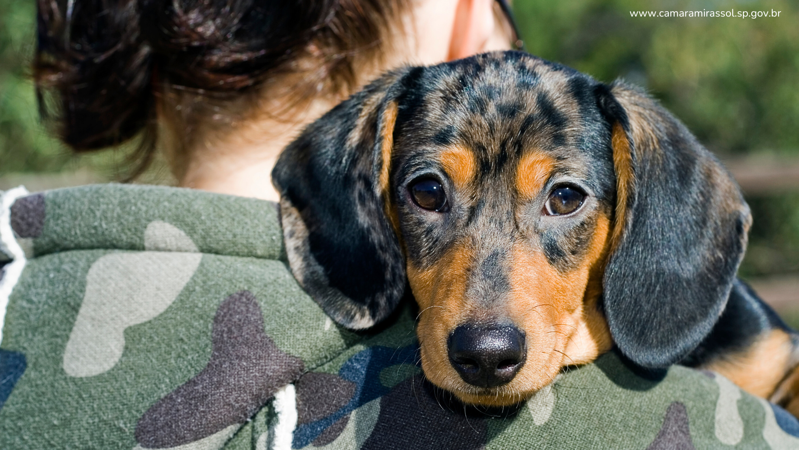 Divulgação / Canva