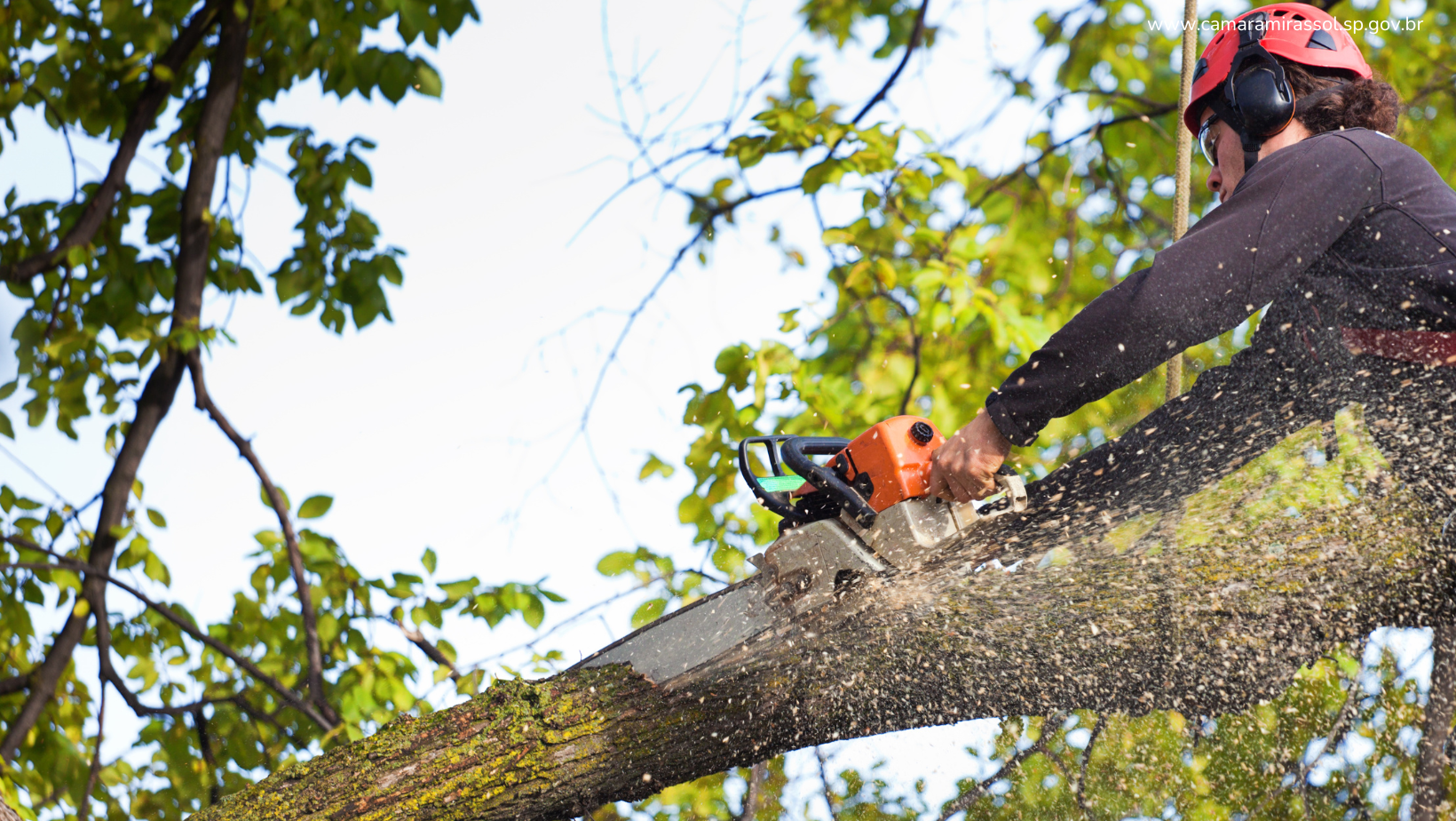 Divulgação / Canva
