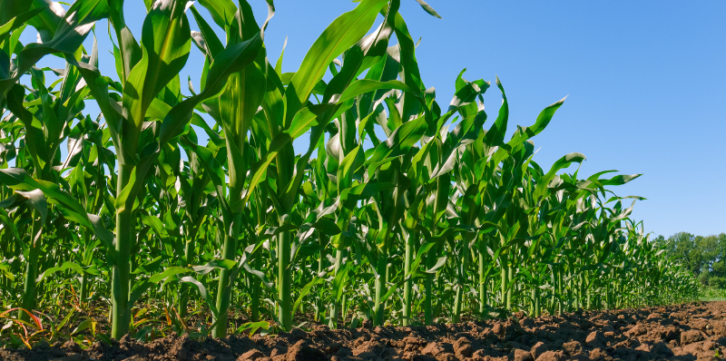 Banco de imagens / Pixabay